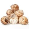 Empty Snail Shells