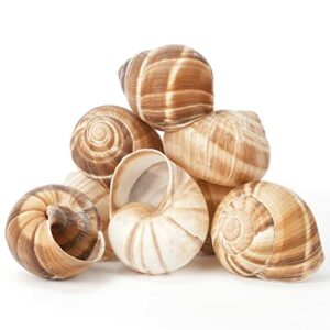 Empty Snail Shells