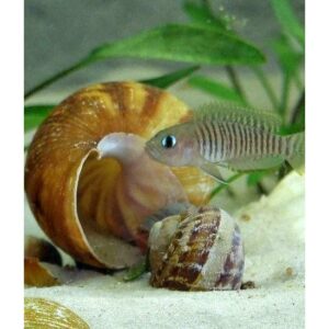 Empty Snail Shells - 25 pcs