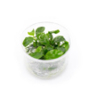 Anubias Barteri Tissue Culture