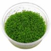 Hemianthus callitrichoides (HC Cuba) Dwarf baby tears