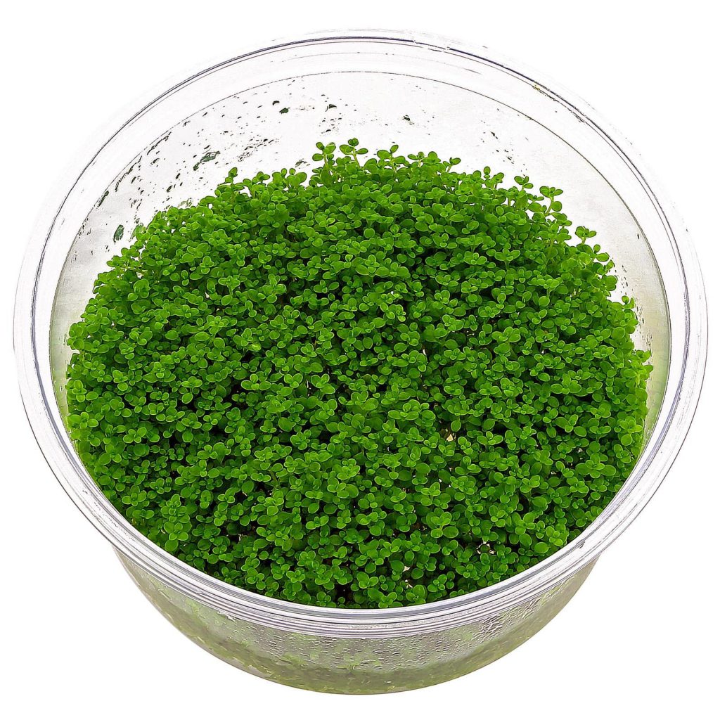 Hemianthus callitrichoides (HC Cuba) Dwarf baby tears