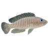 Neolamprologus multifasciatus  - Shell dwellers