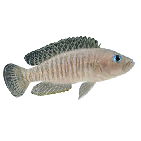 Neolamprologus multifasciatus - Shell dwellers
