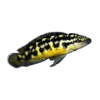 Julidochromis Transcriptus Tanganyikan African Cichlid 4cm