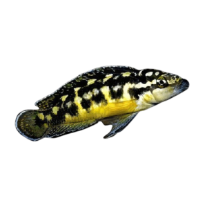 Julidochromis Transcriptus Tanganyikan African Cichlid 4cm