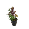 Alternanthera versicolor