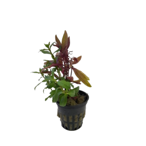 Alternanthera versicolor